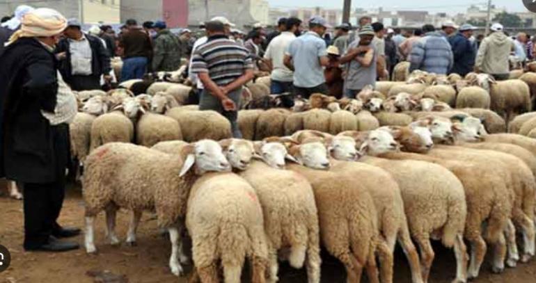  أسرار الأسواق المعتمدة… ونصائح الخبراء التي قد توفر عليك خسارة كبيرة في عيد الأضحى  