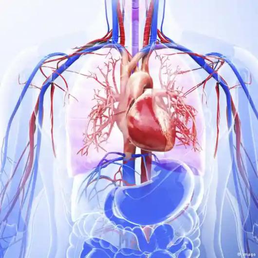 التشافي الذاتي… كيف يُداوي الجسد نفسه؟ أسرار الجهاز المناعي الذي يعمل بصمت كأعظم طبيب داخلي    